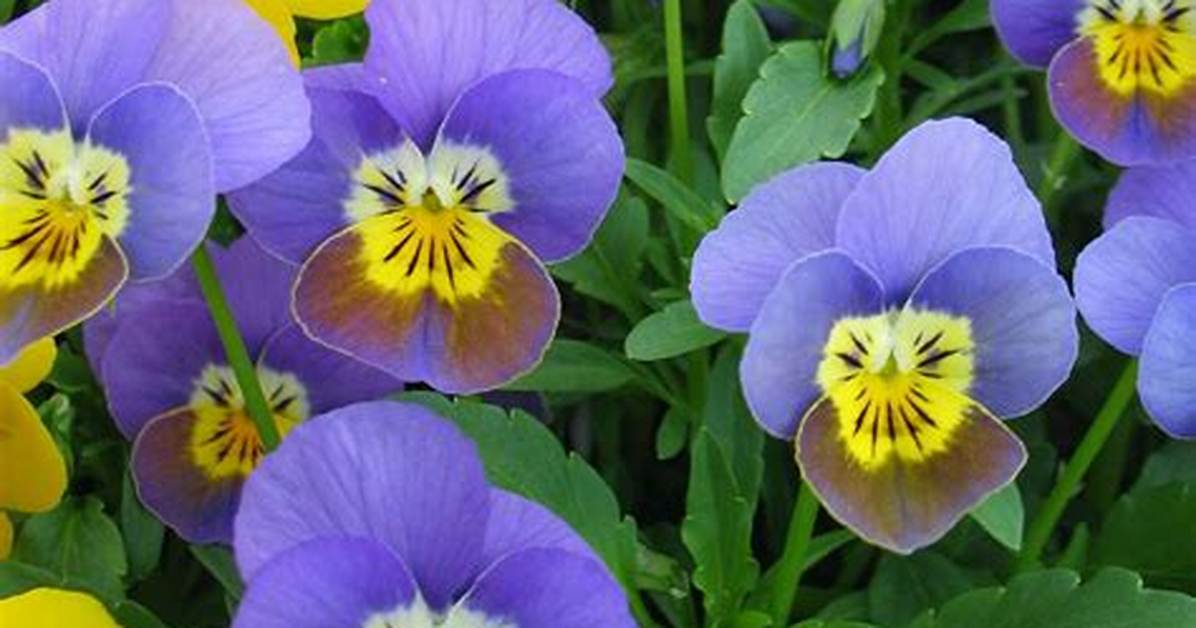 Viola Cornuta