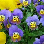 Viola Cornuta