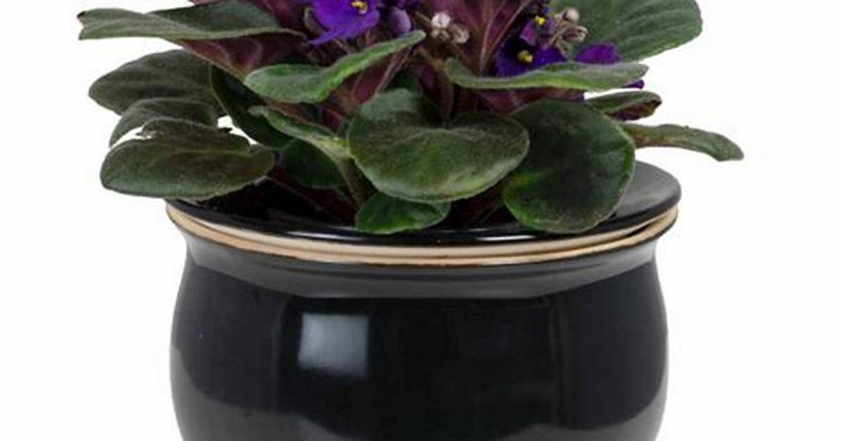 Violet Pots