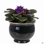 Violet Pots
