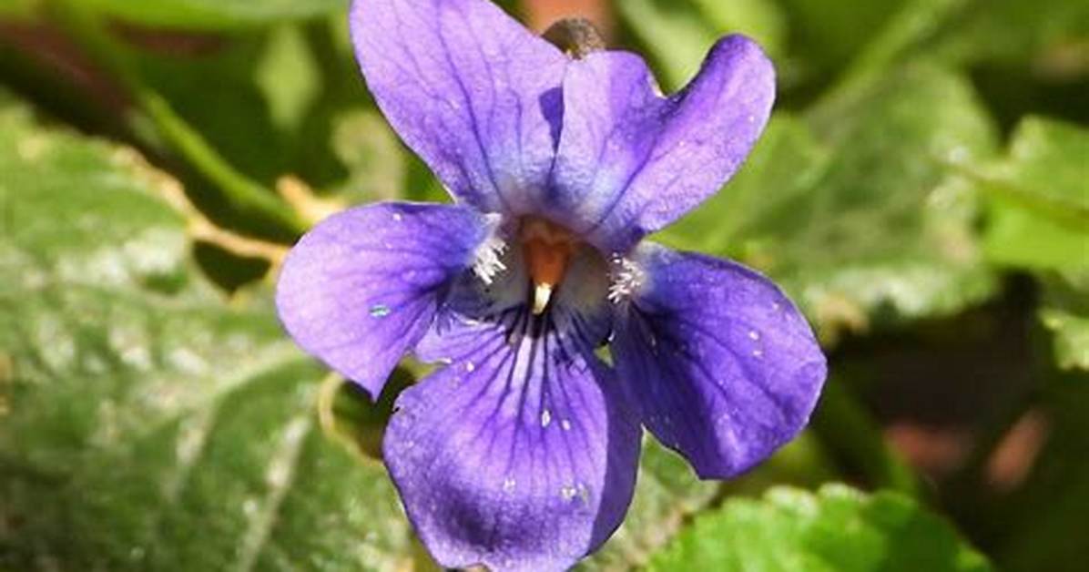 Violette