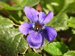 Violette