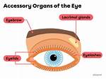 Vision Organs