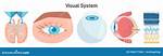 Visual Organ
