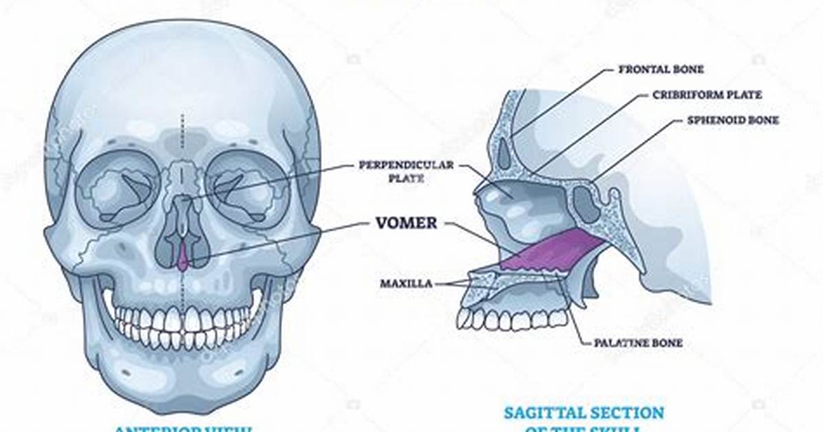 Vomer Bone