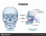 Vomer Bone