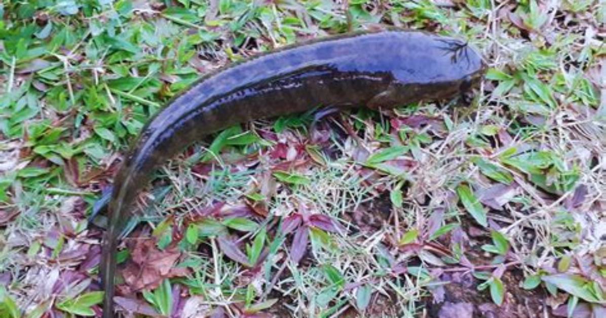 Walking Snakehead Fish