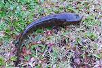 Walking Snakehead Fish