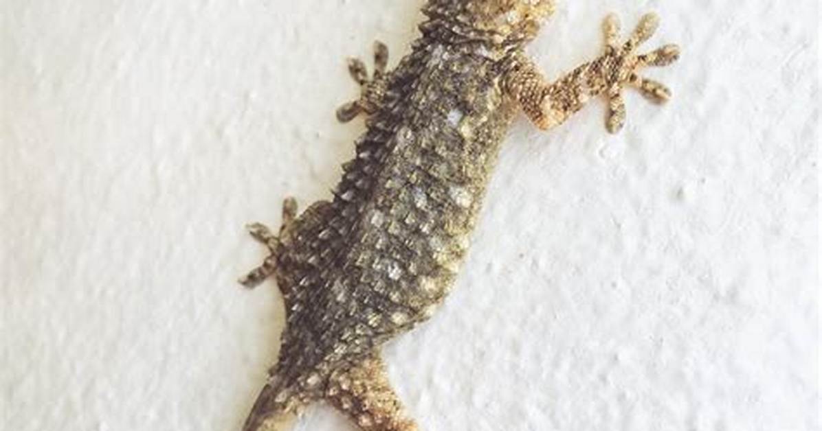 Wall Gecko
