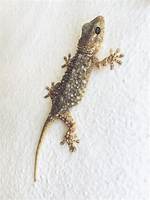 Wall Gecko