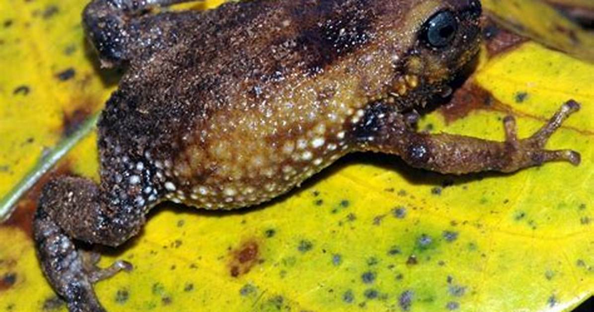 Warty Frog