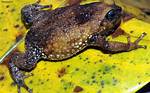 Warty Frog