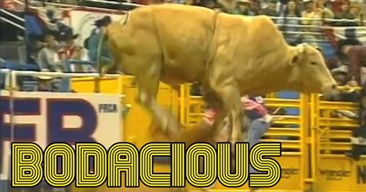 Was Bodacious Ever Ridden?