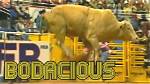 Was Bodacious Ever Ridden?