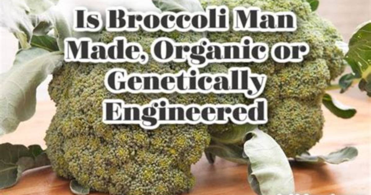 Was Broccoli Genetically Engineered?