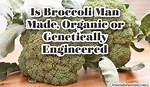 Was Broccoli Genetically Engineered?