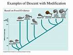 Was Descent with Modification?