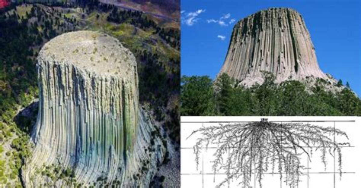 Was Devils Tower a Tree?