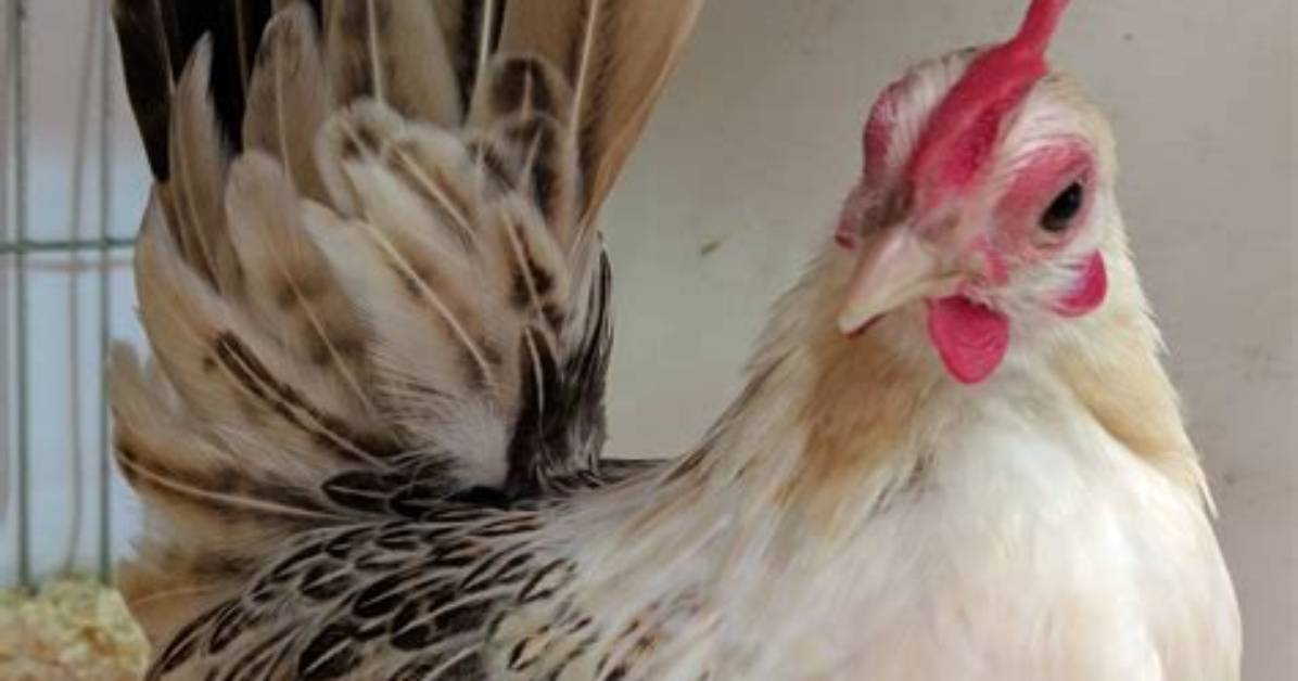 Was Does Bantam Mean?