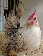 Was Does Bantam Mean?