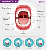 Was Does Buccal Mean?
