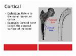 Was Does Cortical Mean?