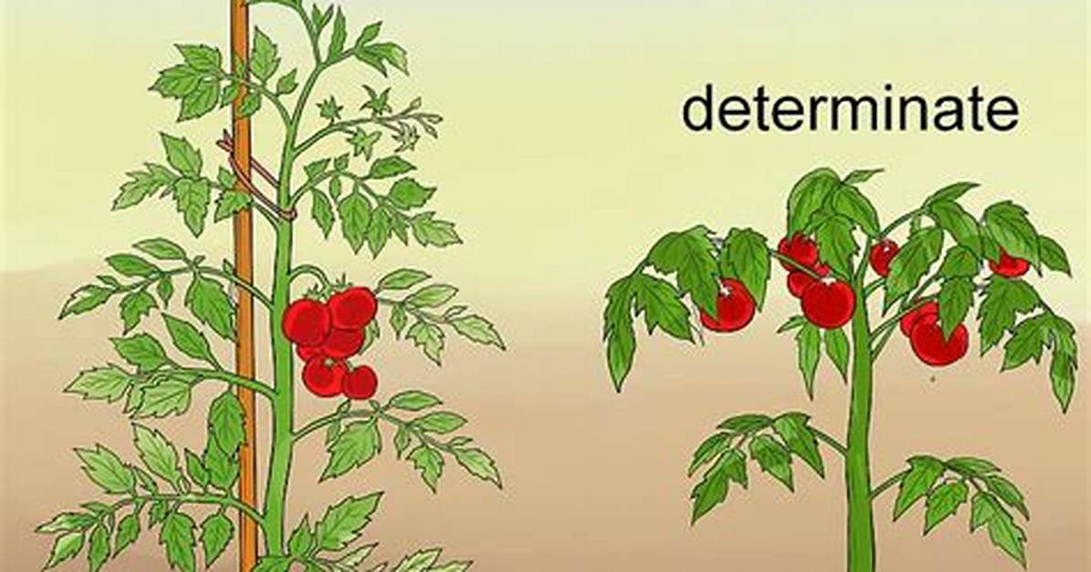 Was Does Determinate Mean?