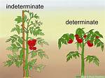 Was Does Determinate Mean?