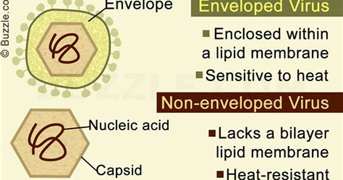 Was Does Enveloped Mean?