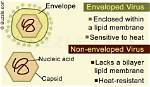 Was Does Enveloped Mean?