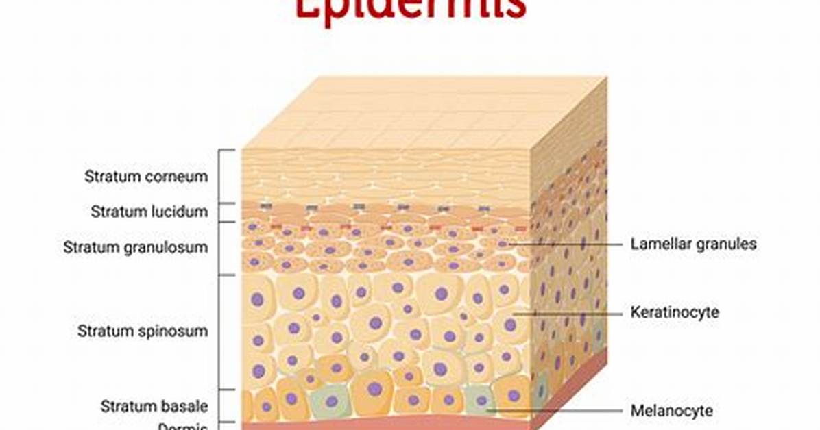 Was Does Epidermis Mean?