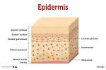 Was Does Epidermis Mean?