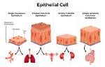 Was Does Epithelial Mean?