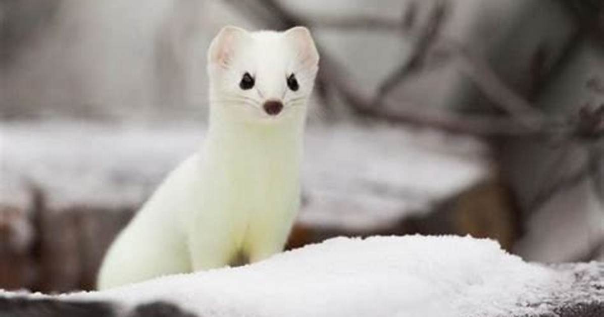 Was Does Ermine Mean?