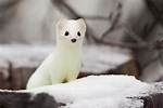 Was Does Ermine Mean?