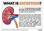 Was Does Excrete Mean?