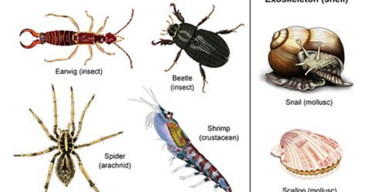 Was Does Exoskeleton Mean?