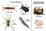 Was Does Exoskeleton Mean?
