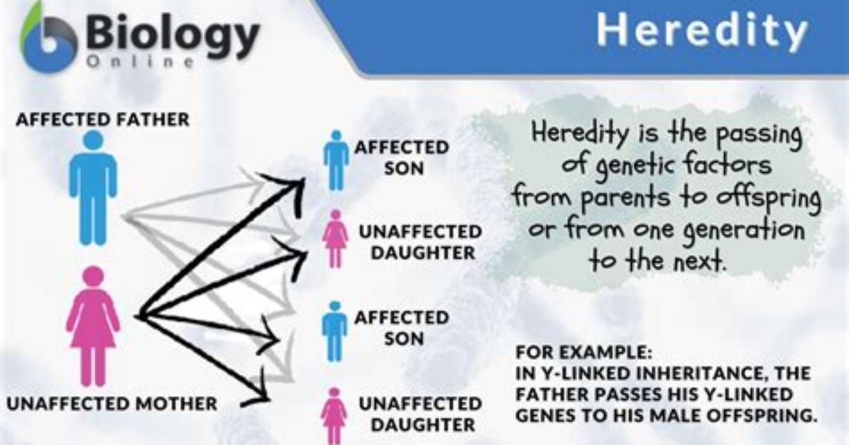 Was Does Heredity Mean?