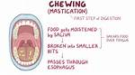Was Does Masticate Mean?