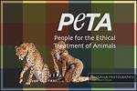Was Does Peta Stand for?