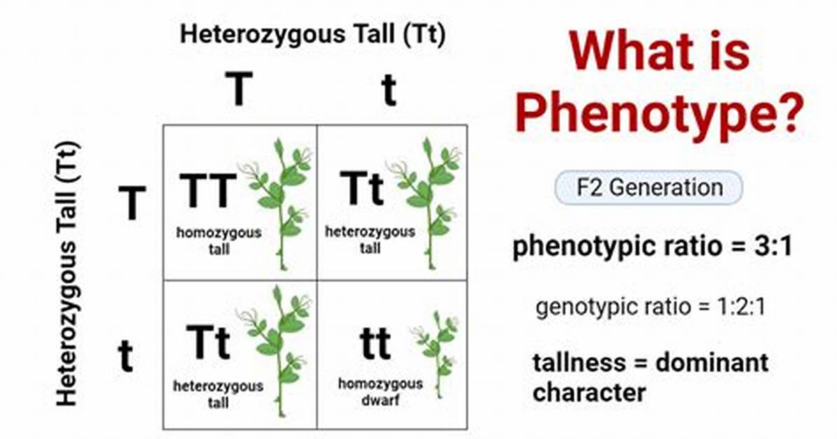 Was Does Phenotype Mean?