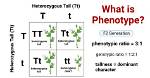 Was Does Phenotype Mean?