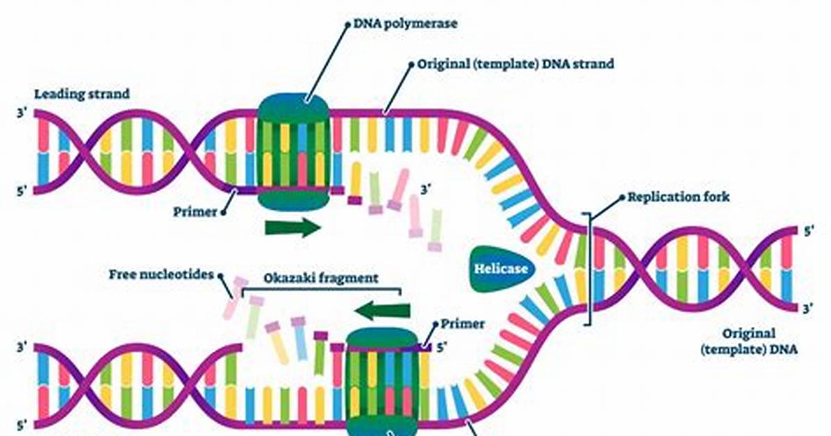 Was Does Polymerase Mean?