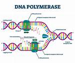 Was Does Polymerase Mean?
