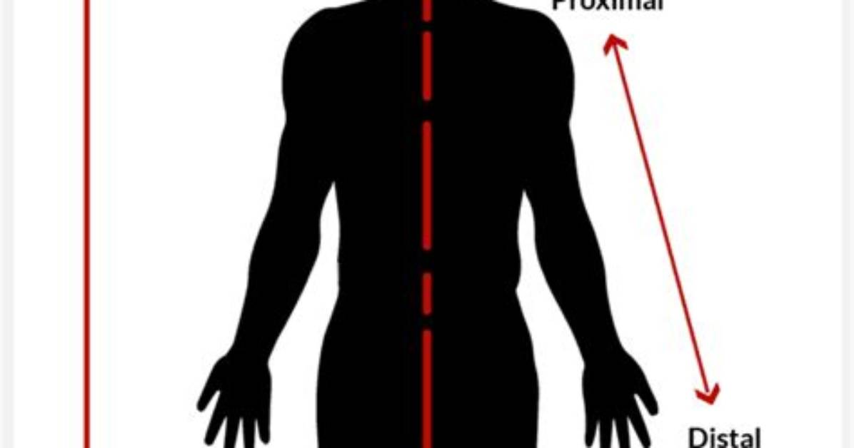 Was Does Proximal Mean?