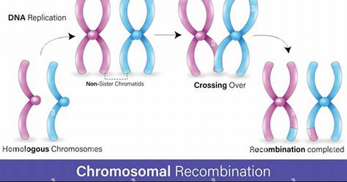 Was Does Recombinant Mean?