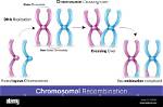 Was Does Recombinant Mean?