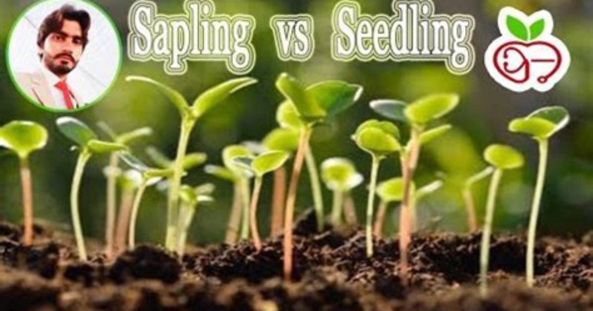 Was Does Sapling Mean?