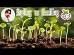 Was Does Sapling Mean?